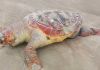 Tartarugas mortas são encontradas na praia do Morro dos Conventos em Araranguá 