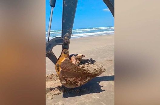 (VIDEO) Seres Marinhos na região: Caravelas, Águas-Vivas, e Tartarugas são registrados ...