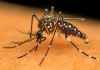 Dengue: Balneário Gaivota registra primeiro óbito e reforça uso de repelente