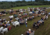 1°Festa do Carro de Boi: Entenda a tradição do veículo agrícola em São João do Sul