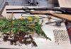 Plantação com 138 mil pés de maconha é descoberta em Itajaí