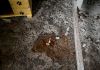 Cadela é encontrada em situação de maus tratos na Praia da Meta em Arroio do Silva