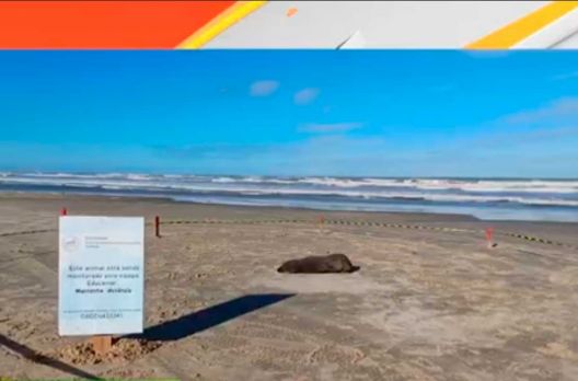 Lobos-marinhos na região: cinco animais foram vistos entre Araranguá e Arroio do Silva