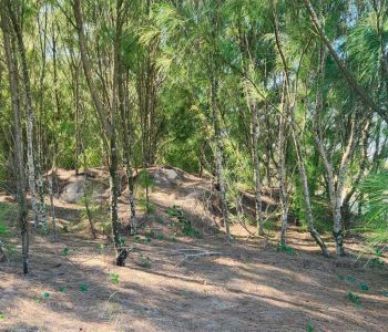 Casuarina: espécie exótica invasora prejudica o ecossistema
