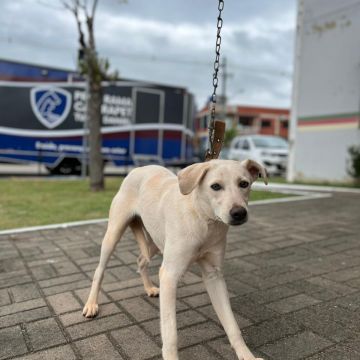 Sombrio realiza mutirão de castração após conclusão de cadastro de protetores