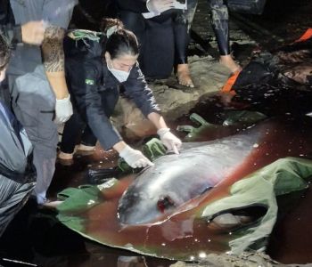 Cachalote-anão encalhada no Morro dos Conventos não resiste após tentativas de resgate