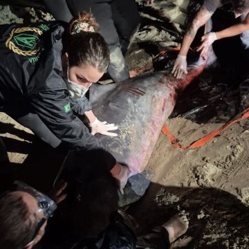 Cachalote-anão encalhada no Morro dos Conventos não resiste após tentativas de resgate