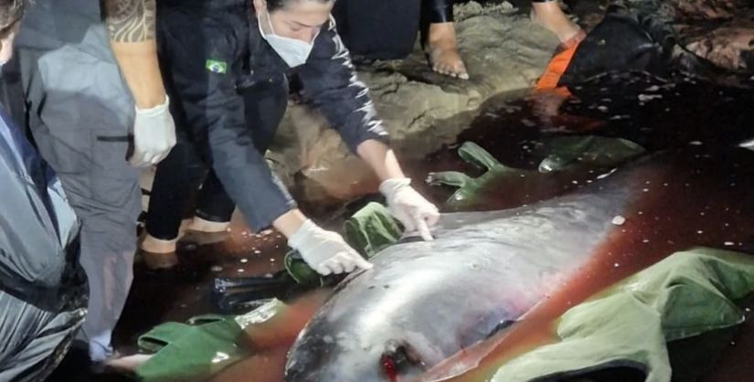 Cachalote-anão encalhada no Morro dos Conventos não resiste após tentativas de resgate