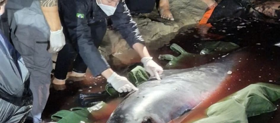 Cachalote-anão encalhada no Morro dos Conventos não resiste após tentativas de resgate