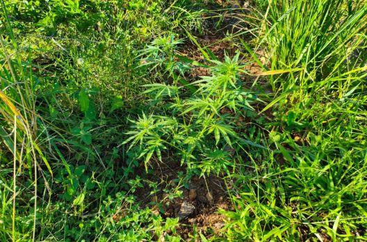 Polícia Civil encontra plantação de maconha e prende suspeito na cidade de Turvo