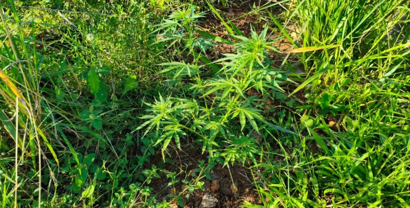 Polícia Civil encontra plantação de maconha e prende suspeito na cidade de Turvo