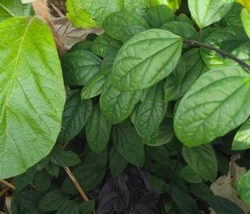 Investigação de esfaqueamento em Araranguá avança com apreensão de vestes