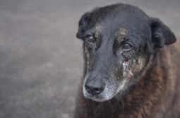 MPSC afasta agressão e afirma que adolescentes e cão Orelha não estiveram juntos na pra...