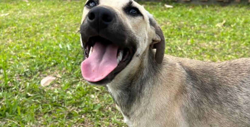 Nubea resgata 15 cães e animais aguardam adoção responsável em Criciúma