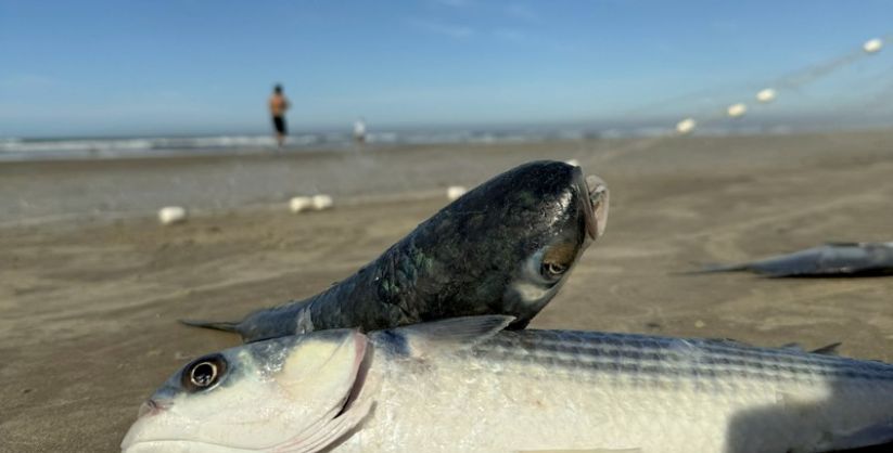 Santa Catarina deve ter acréscimo de 400 toneladas na cota da tainha