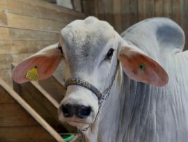 Festa do Agricultor de Lauro Müller começa nesta quinta com exposição de mais de 80 animais