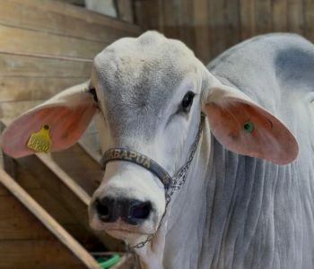 Festa do Agricultor de Lauro Müller começa nesta quinta com exposição de mais de 80 animais