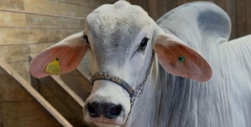 Festa do Agricultor de Lauro Müller começa nesta quinta com exposição de mais de 80 animais
