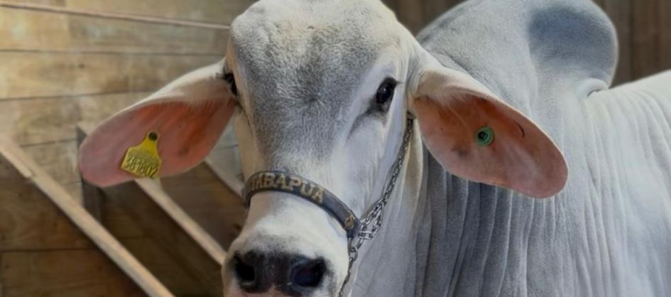 Festa do Agricultor de Lauro Müller começa nesta quinta com exposição de mais de 80 animais