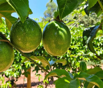 Plantio do maracujá começa nesta sexta feira no Sul catarinense  