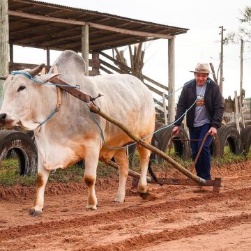 2ª Festa do Carro de Boi celebra tradição e cultura rural em São João do Sul