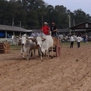 2ª Festa do Carro de Boi celebra tradição e cultura rural em São João do Sul