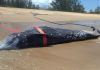 Baleia é encontrada morta em Santa Catarina