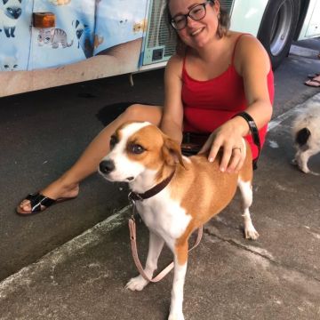 Primeiro mutirão de castração do ano com bons resultados