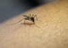 Combate a dengue em Balneário Arroio do Silva
