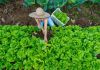 Governo do Estado investe na compra de produtos da agricultura familiar