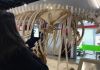 Alunos do Colégio Unesc participam de visita virtual ao Museu de Zoologia