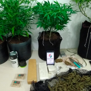 21 pés de maconha são apreendidos no bairro Coloninha