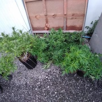 21 pés de maconha são apreendidos no bairro Coloninha