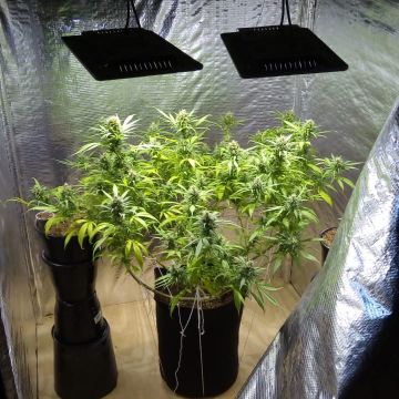 21 pés de maconha são apreendidos no bairro Coloninha