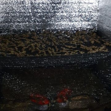 21 pés de maconha são apreendidos no bairro Coloninha