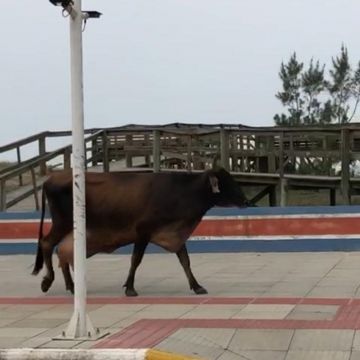 Animais soltos em Balneário Gaivota geram protestos dos moradores