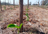 Cooperja realiza experimento em parceria com a UFRGS para desenvolver novas técnicas no cultivo do maracujazeiro