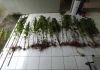 Polícia Civil descobre plantação de maconha em Timbé do Sul