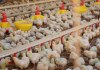 Santa Catarina amplia em 34% as exportações de carne de frango em fevereiro