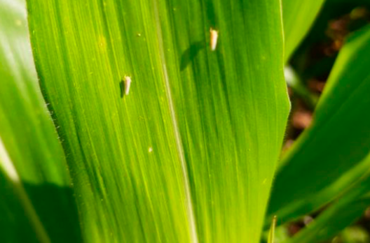 Santa Catarina investirá R$ 568,4 mil no combate à cigarrinha-do-milho