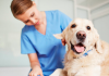 Araranguá: Inscrições para castração gratuita de cães e gatos começam nesta terça