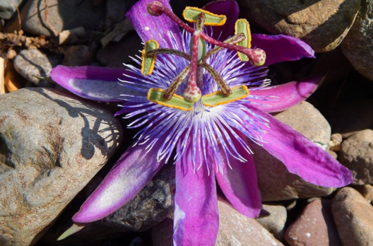 Flores